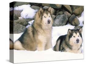 Alaskan Malamutes in the Snow-Lynn M^ Stone-Stretched Canvas