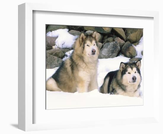 Alaskan Malamutes in the Snow-Lynn M^ Stone-Framed Photographic Print