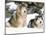 Alaskan Malamutes in the Snow-Lynn M^ Stone-Mounted Photographic Print