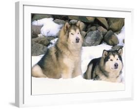 Alaskan Malamutes in the Snow-Lynn M^ Stone-Framed Photographic Print