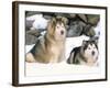 Alaskan Malamutes in the Snow-Lynn M^ Stone-Framed Photographic Print