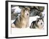 Alaskan Malamutes in the Snow-Lynn M^ Stone-Framed Photographic Print