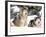 Alaskan Malamutes in the Snow-Lynn M^ Stone-Framed Photographic Print