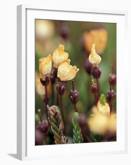 Alaskan Mountain-Heather, Mt. Rainier National Park, Washington, USA-William Sutton-Framed Photographic Print