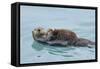 Alaskan Northern Sea Otter Mother Carrying-null-Framed Stretched Canvas