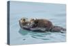 Alaskan Northern Sea Otter Mother Carrying-null-Stretched Canvas