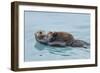 Alaskan Northern Sea Otter Mother Carrying-null-Framed Photographic Print