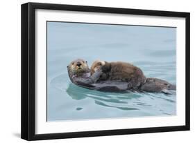 Alaskan Northern Sea Otter Mother Carrying-null-Framed Photographic Print