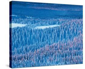 Alaskan Spruce Forest-null-Stretched Canvas