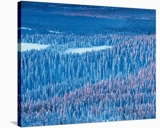 Alaskan Spruce Forest-null-Stretched Canvas