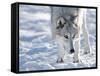 Alaskan Tundra Wolf (Canis Lupus Tundrarum) in Winter, Grizzly and Wolf Discovery Center, West Yell-Kimberly Walker-Framed Stretched Canvas