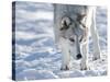 Alaskan Tundra Wolf (Canis Lupus Tundrarum) in Winter, Grizzly and Wolf Discovery Center, West Yell-Kimberly Walker-Stretched Canvas