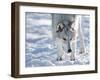 Alaskan Tundra Wolf (Canis Lupus Tundrarum) in Winter, Grizzly and Wolf Discovery Center, West Yell-Kimberly Walker-Framed Photographic Print