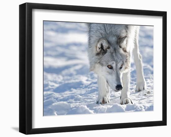 Alaskan Tundra Wolf (Canis Lupus Tundrarum) in Winter, Grizzly and Wolf Discovery Center, West Yell-Kimberly Walker-Framed Photographic Print