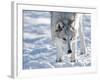 Alaskan Tundra Wolf (Canis Lupus Tundrarum) in Winter, Grizzly and Wolf Discovery Center, West Yell-Kimberly Walker-Framed Photographic Print