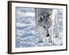 Alaskan Tundra Wolf (Canis Lupus Tundrarum) in Winter, Grizzly and Wolf Discovery Center, West Yell-Kimberly Walker-Framed Photographic Print