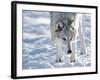 Alaskan Tundra Wolf (Canis Lupus Tundrarum) in Winter, Grizzly and Wolf Discovery Center, West Yell-Kimberly Walker-Framed Photographic Print