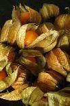 Garlic Cloves in a Rustic Metal Basket-Alastair Macpherson-Photographic Print