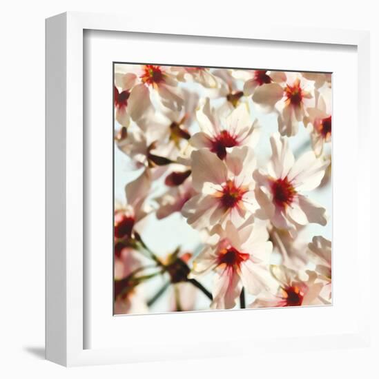 Alba Prunus-null-Framed Art Print