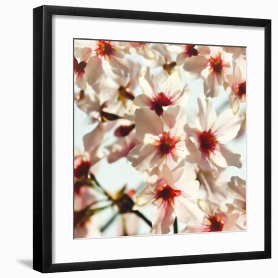 Alba Prunus-null-Framed Art Print