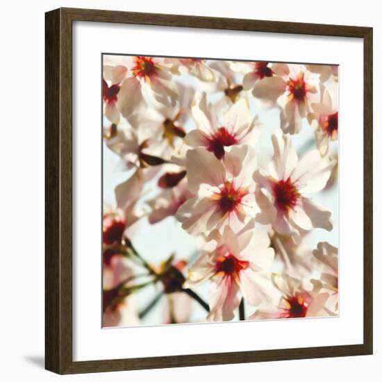 Alba Prunus-null-Framed Art Print