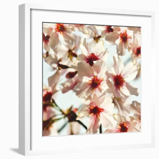 Alba Prunus-null-Framed Art Print