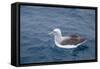 Albatros Walvis Whale-B-N-N-Framed Stretched Canvas