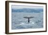 Albatros Walvis Whale-B-N-N-Framed Photographic Print