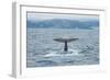 Albatros Walvis Whale-B-N-N-Framed Photographic Print