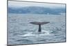 Albatros Walvis Whale-B-N-N-Mounted Photographic Print