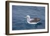 Albatros Walvis Whale-B-N-N-Framed Photographic Print