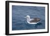 Albatros Walvis Whale-B-N-N-Framed Photographic Print