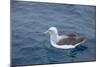 Albatros Walvis Whale-B-N-N-Mounted Photographic Print