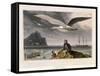 Albatross, Pub. London 1810-Thomas & William Daniell-Framed Stretched Canvas