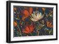 Black Frame