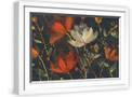 White Frame