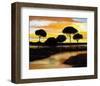 Alberi di Pisa at Sunset-Judith D'Agostino-Framed Art Print