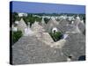 Alberobello, Typical Houses, Apulia (Puglia), Italy-Bruno Morandi-Stretched Canvas