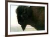 Albert Bierstadt Buffalo Head-Albert Bierstadt-Framed Art Print