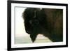 Albert Bierstadt Buffalo Head-Albert Bierstadt-Framed Art Print