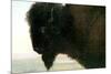 Albert Bierstadt Buffalo Head-Albert Bierstadt-Mounted Art Print