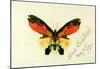 Albert Bierstadt Butterfly 2 Art Print Poster-null-Mounted Poster