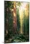 Albert Bierstadt The Big Trees Mariposa Grove California Art Print Poster-null-Mounted Poster