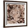 Albert Einstein-Detlev Van Ravenswaay-Framed Photographic Print