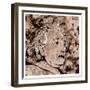 Albert Einstein-Detlev Van Ravenswaay-Framed Photographic Print