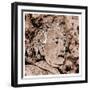 Albert Einstein-Detlev Van Ravenswaay-Framed Photographic Print