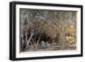 Black Frame