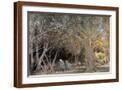 Brown Frame