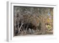 White Frame