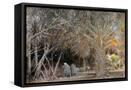 Canvas Black